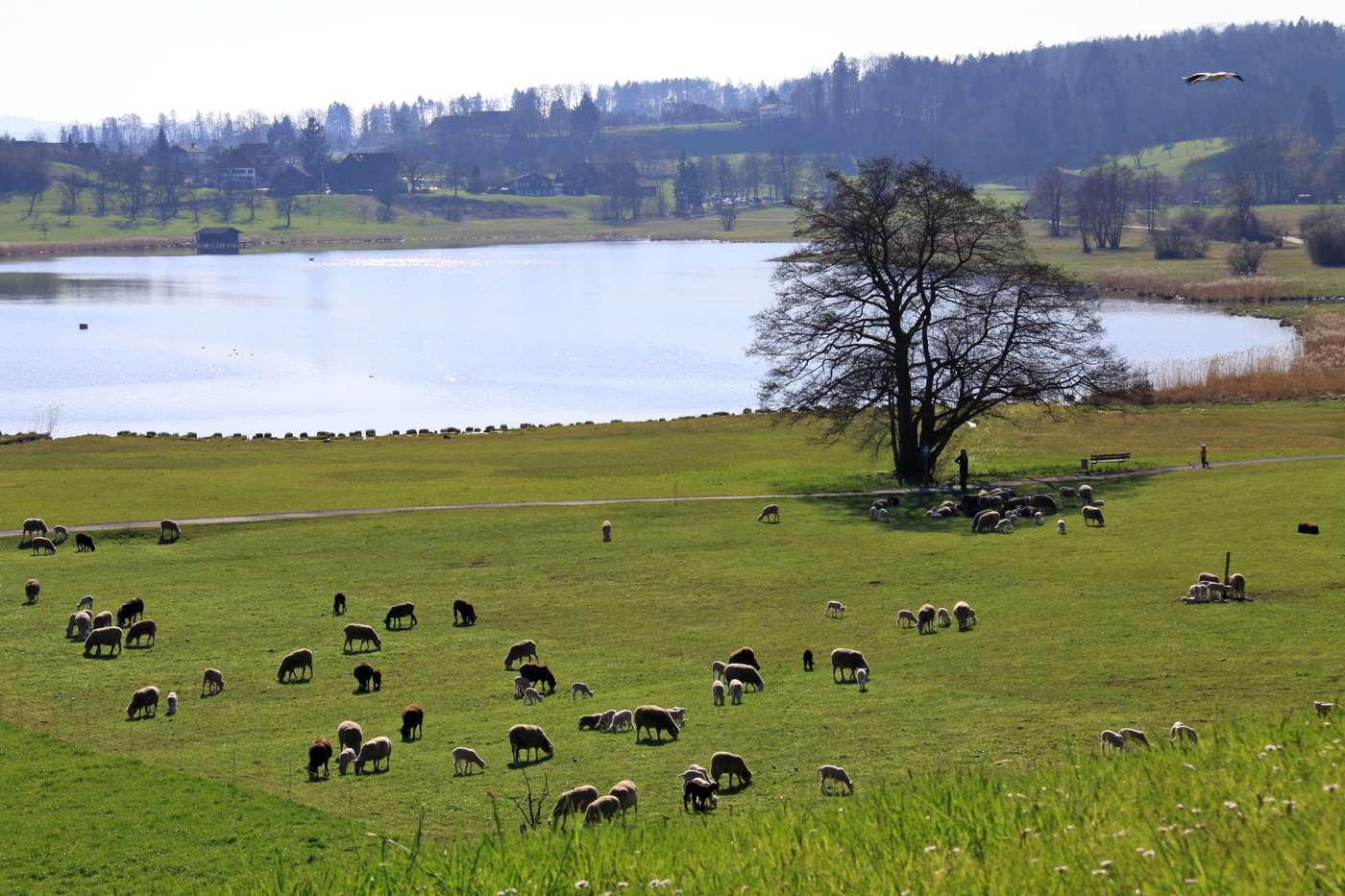 Lützelsee mit Schafweide und Storch