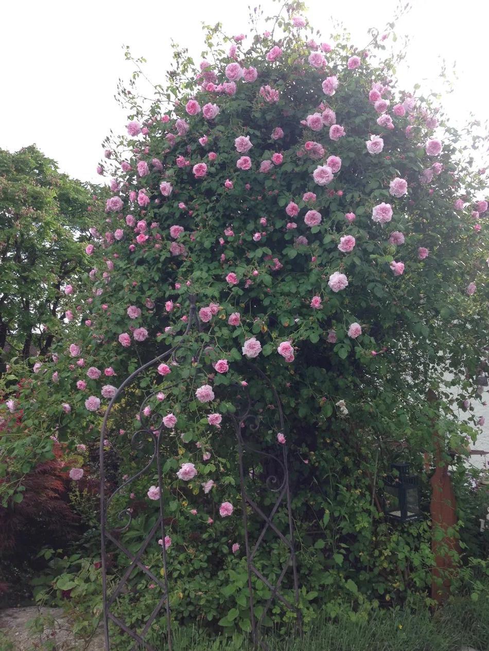 Üppiger Rosenbusch am Pavillon